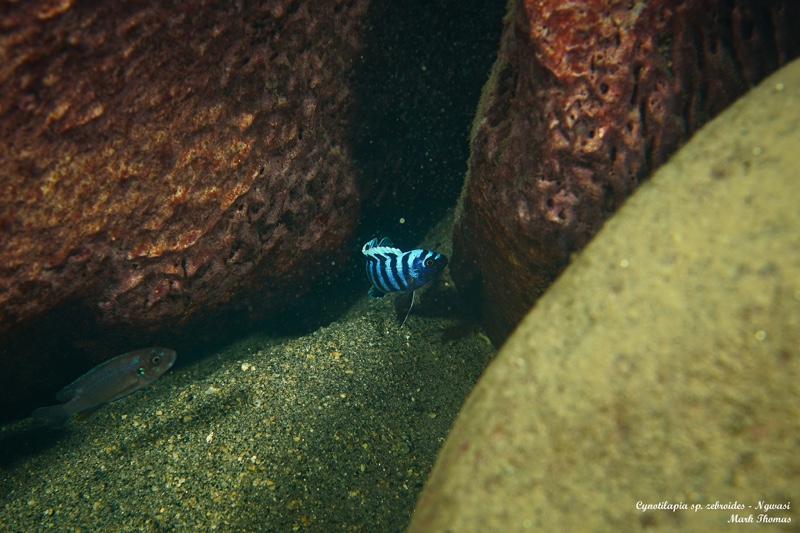 Cynotilapia zebroides 'Ngwasi'